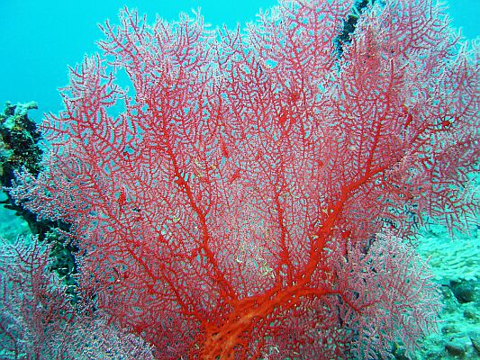 GORGONIANE